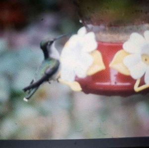 Meet your Posher, Mikki